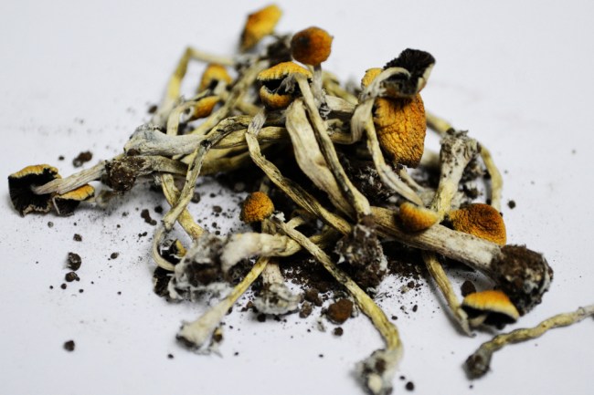 hallucinogenic mushrooms