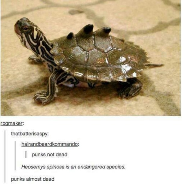 best of tumblr