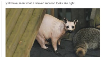 50 Times We Laughed Our Asses Off On Tumblr