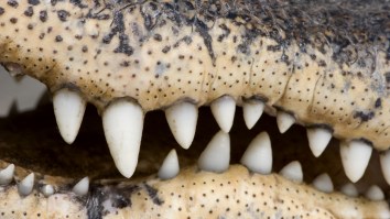 Georgia Family Caught A Massive 14-Foot, 700-Pound Alligator That Destroyed The Previous State Record