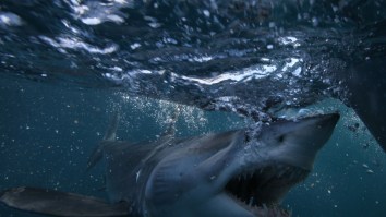 Long Island Anglers Crap Their Pants When A Large Mako Shark Jumps On The Boat And Gets Stuck