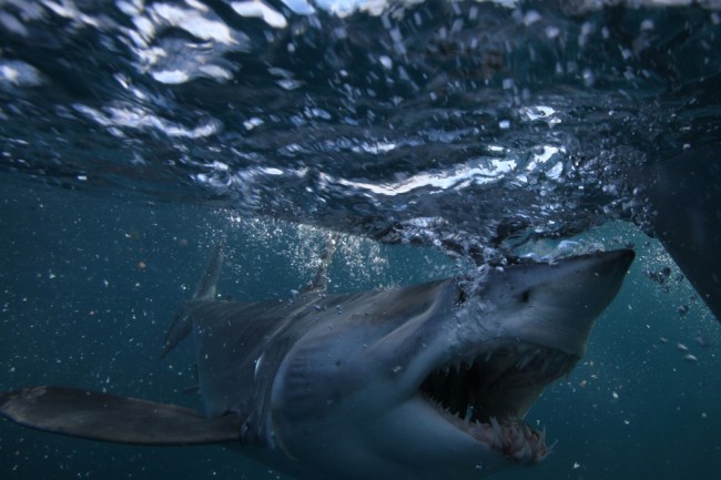mako shark