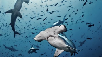 Texas Fisherman Catches 1,033-Pound Hammerhead Shark, Breaks 37-Year-Old State Record