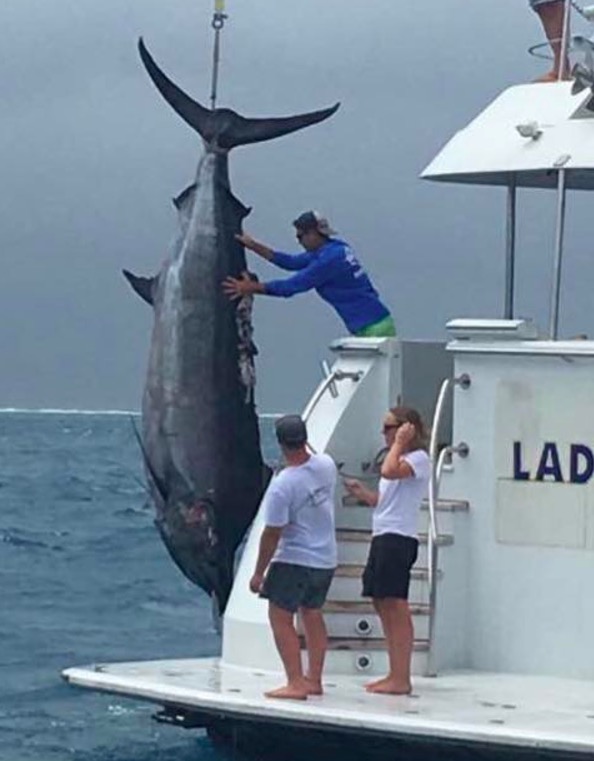Black Marlin Grander 1,117 pounds fishing Capt Billy Billson