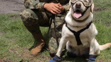 The Internet Loves Frida The Rescue Dog Trying To Save People Buried From The Mexico City Earthquake