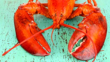 Extremely Rare Yellow Lobster (1-In-30 Million) Added To Aquarium Collection Of Rarest Lobsters In The World