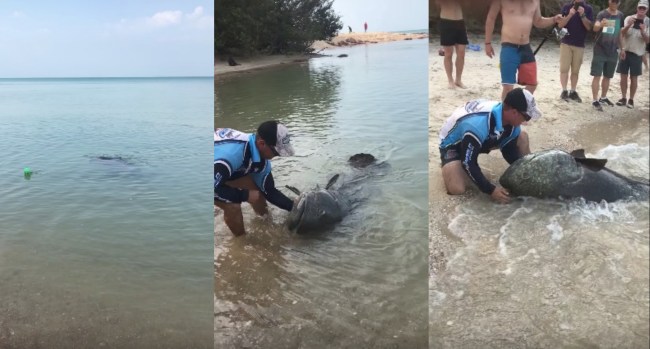 enormous Queensland grouper