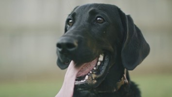 This Clip About Sam, An 11-Year-Old Bird Dog, Is a Must-See For Hunters And Dog Lovers Alike