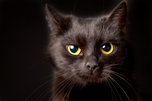black cat close up