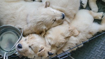 Dogs Can’t Sleep If They Have A Stressful Day Just Like Their Humans