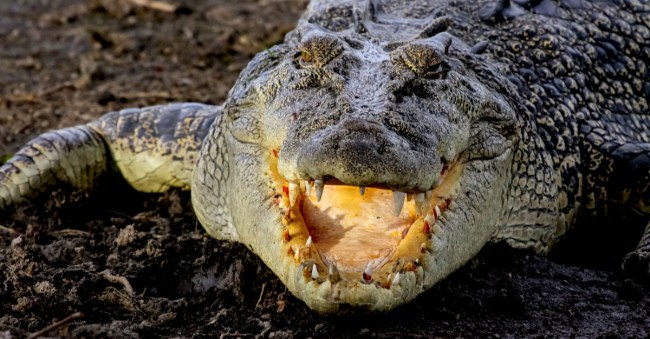 matt wright crocodile wrangler