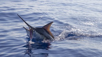 Black Marlin Fishing In Australia Is INSANE Right Now, 3 Fish Weighing 1,000+ Pounds Caught This Week