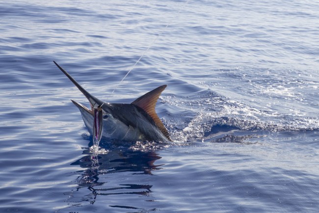 black marlin fishing