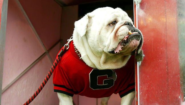 georgia bulldogs uga