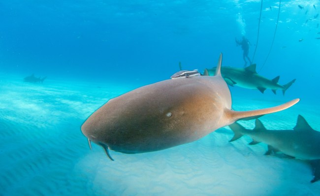 nurse shark
