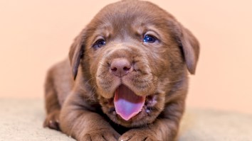 These Are The Top 20 Dog Names Of 2017 And It’s Time To See How Basic You Are At Naming Pets