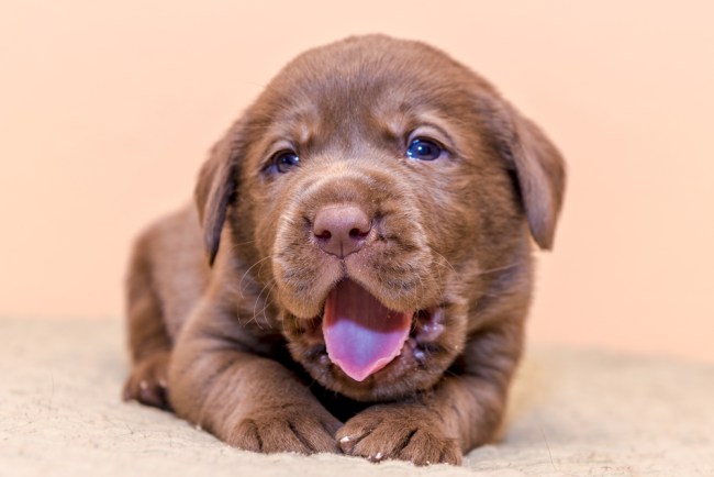 Labrador Retriever Puppy