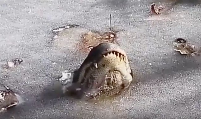 frozen alligator
