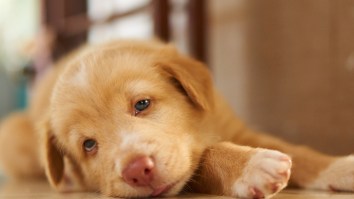 Deadly Dog Flu Reports Are Greatly Exaggerated But Vets Say To Watch Out For These Symptoms