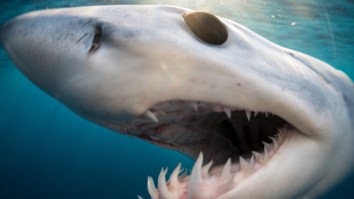 Florida Fishermen SHOCKED When A Massive Mako Shark Shows Up Next To The Boat And Goes Nuts