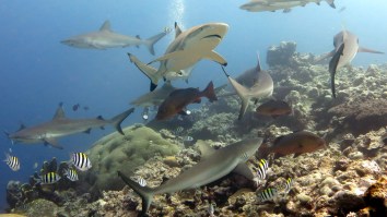 This Man Claims To Be A ‘Shark Whisperer’ And Puts Sharks In A State Of Hypnotic Relaxation