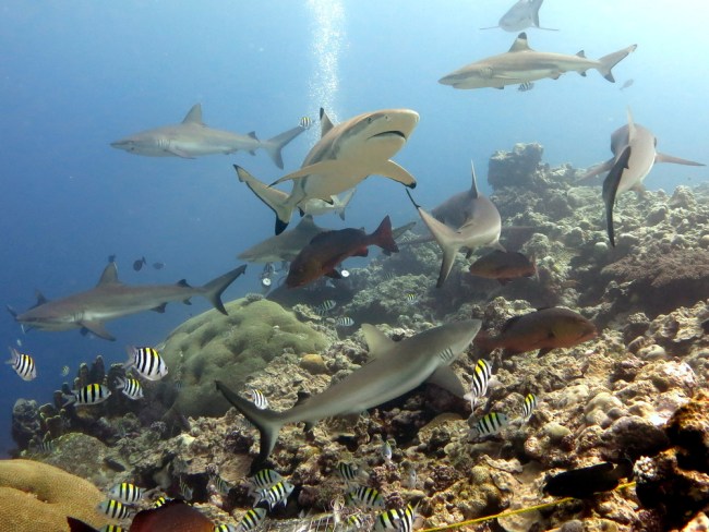 reef sharks