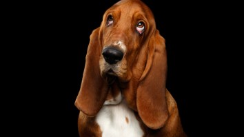 Can Dogs Smell Fear? They Can But They Might Not React Like We’d Expect