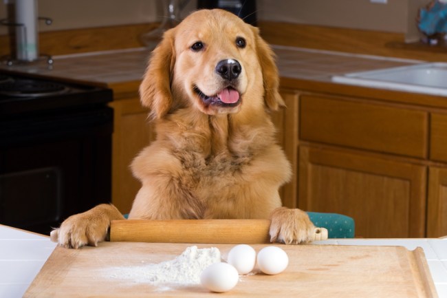 golden retriever egg challenge