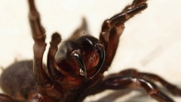 Mad Man Coyote Peterson Extracts Venom From One Of The Deadliest Spiders On The Planet
