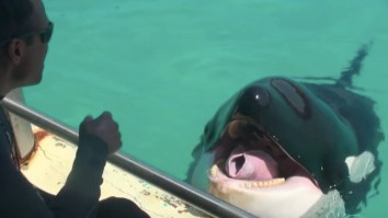 We Now Live In A World Where Killer Whales Can Talk To Humans
