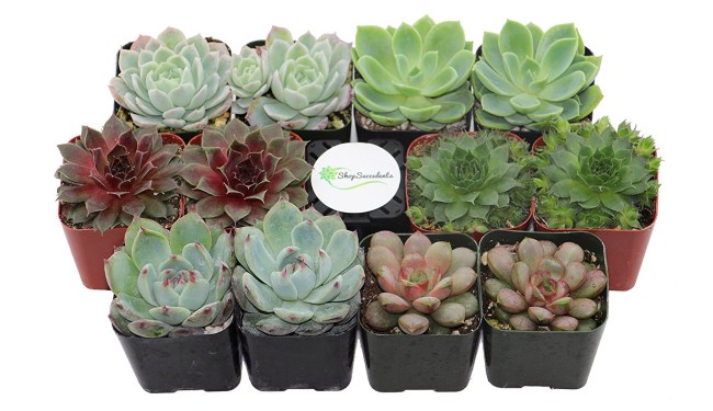 best apartment decor Amazon