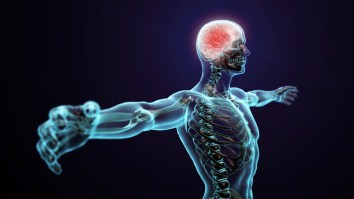 Scientists Find New Organ In Human Body That Was Hiding In Plain Sight And Could Be The Largest
