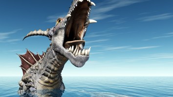 A Giant Sea Monster Fish Weighing As Much As A Panda Bear Washed Up On A Beach In Australia