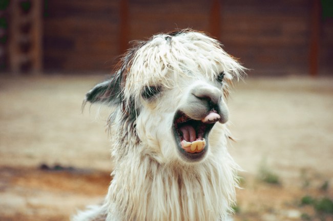 peru alpaca