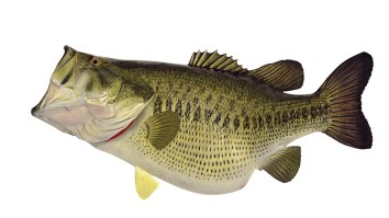 Angler Catches 16+ Pound Largemouth Bass Using His Bare Hands