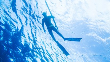 Spearfisherman In Australia Bags Unofficial Black Marlin World Record, And Demolishes Aussie Record