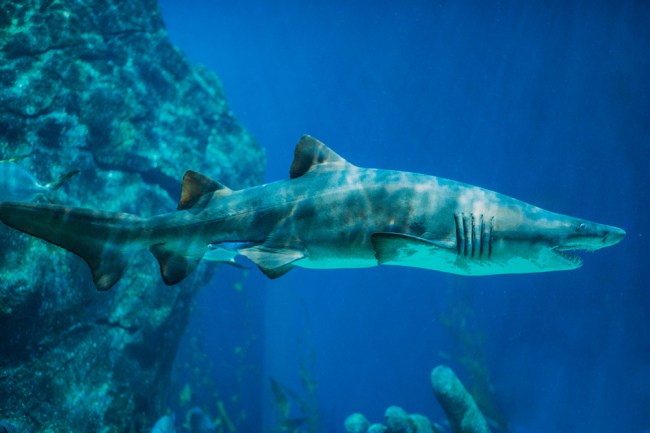 Tiger Shark