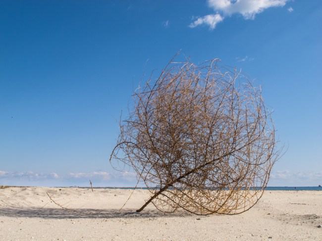 tumbleweed