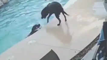This Dog Saving His Best Friend From Drowning Will Make Your Heart Swell