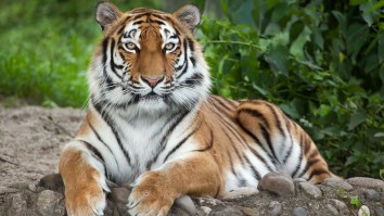 A High School In Miami Brought In A Grown Ass Tiger To Jungle-Themed Prom