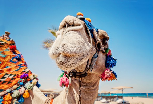 camel