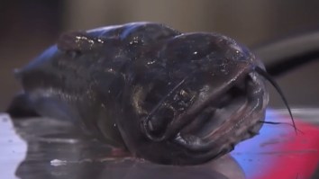 Watch Shaq Try To Hit Charles Barkley With A Catfish