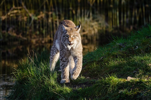 bobcat