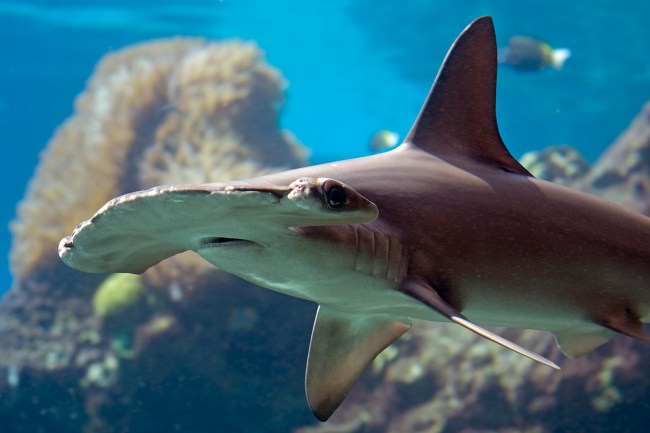 Scalloped Hammerhead Shark (Sphyrna lewini) swimming over reef