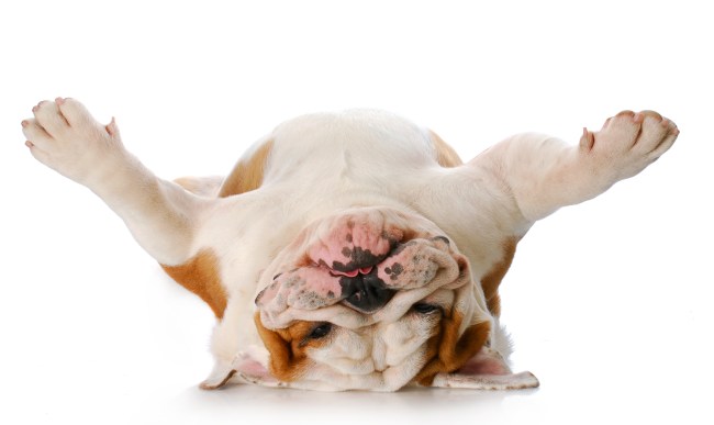bulldog
