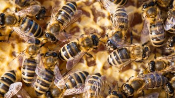 A Swarm Of Bees Invaded A Soccer Game And Everyone Hit The Ground Like An Air Raid Bombing Drill