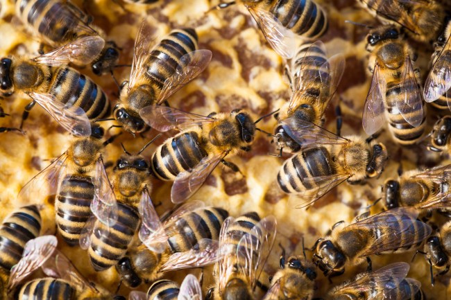 bee swarm