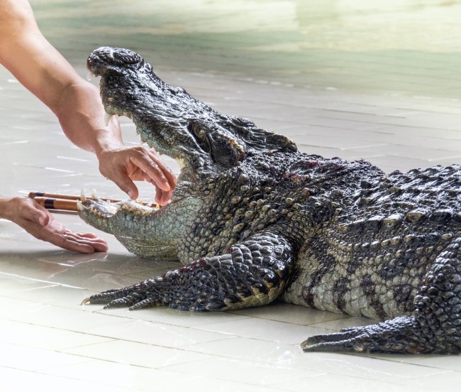crocodile