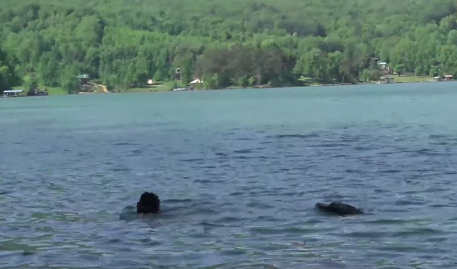 remote controlled alligator head prank