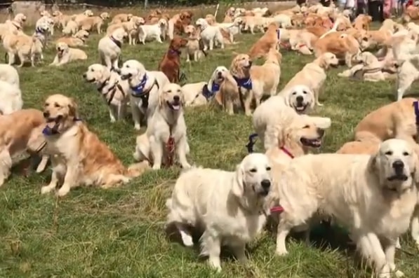 golden_retrievers_scotland